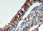 FBXL12 Polyclonal Antibody