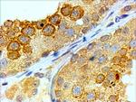 BOLL Antibody in Immunohistochemistry (Paraffin) (IHC (P))