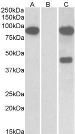 NUMBL Antibody in Western Blot (WB)