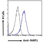 FARP1 Antibody in Flow Cytometry (Flow)