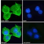 OSBPL3 Polyclonal Antibody