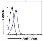 TIAM1 Antibody in Flow Cytometry (Flow)