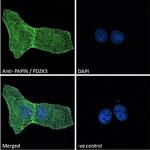 PDZD2 Antibody in Immunocytochemistry (ICC/IF)