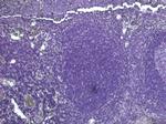 PDZD2 Antibody in Immunohistochemistry (Paraffin) (IHC (P))