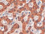 Syntenin 2 Antibody in Immunohistochemistry (Paraffin) (IHC (P))