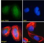 TIGD1 Antibody in Immunocytochemistry (ICC/IF)