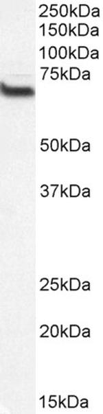 CMG1 Polyclonal Antibody, Biotin
