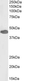 PAX3 Polyclonal Antibody, Biotin