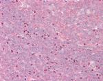 GRASP1 Antibody in Immunohistochemistry (Paraffin) (IHC (P))