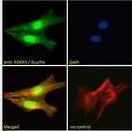 FOXP3 Antibody in Immunocytochemistry (ICC/IF)