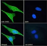 EHD1 Antibody in Immunocytochemistry (ICC/IF)