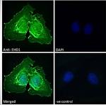 EHD1 Polyclonal Antibody