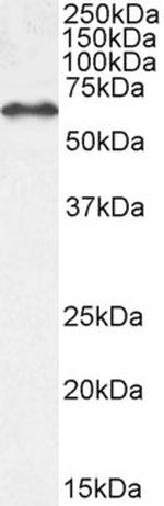 EHD1 Antibody in Western Blot (WB)