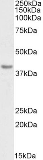 PD-L1 (CD274) Antibody in Western Blot (WB)