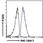LPIN2 Antibody in Flow Cytometry (Flow)