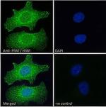 PIWIL1 Antibody in Immunocytochemistry (ICC/IF)