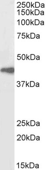 beta-Arrestin 2 Polyclonal Antibody, Biotin