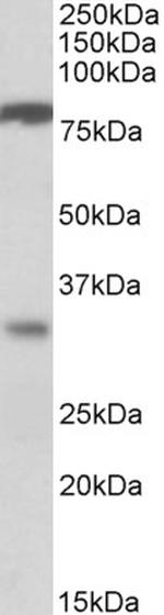 CLCA1 Polyclonal Antibody