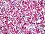 TIN2 Antibody in Immunohistochemistry (Paraffin) (IHC (P))