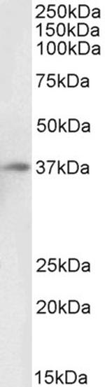 DARC Polyclonal Antibody, Biotin