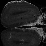 NCAM2 Antibody in Immunohistochemistry (PFA fixed) (IHC (PFA))