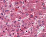 EYA4 Antibody in Immunohistochemistry (Paraffin) (IHC (P))