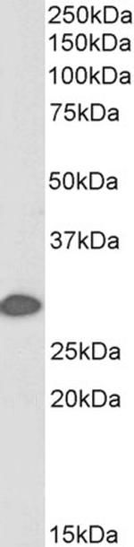 14-3-3 sigma Polyclonal Antibody, Biotin
