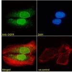 OGFR Polyclonal Antibody