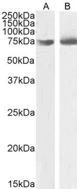 OGFR Antibody in Western Blot (WB)