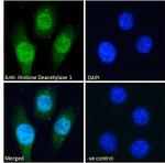 HDAC1 Antibody in Immunocytochemistry (ICC/IF)