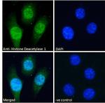 HDAC1 Polyclonal Antibody
