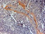 NLRP3 Antibody in Immunohistochemistry (Paraffin) (IHC (P))