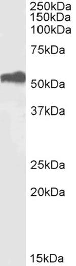 ETV4 Polyclonal Antibody