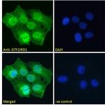 GTF2IRD1 Antibody in Immunocytochemistry (ICC/IF)