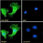 DRD5 Polyclonal Antibody