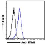 STIM1 Polyclonal Antibody
