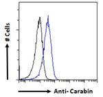 Carabin Antibody in Flow Cytometry (Flow)