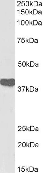 ILF2 Polyclonal Antibody, Biotin