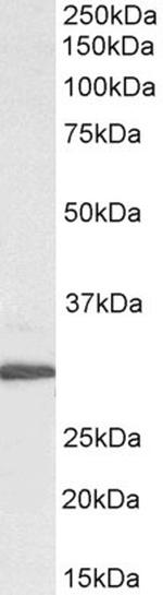 RPL8 Polyclonal Antibody, Biotin