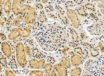 ENOX2 Polyclonal Antibody