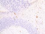 FSCN2 Polyclonal Antibody