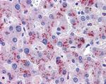 Hemopexin Antibody in Immunohistochemistry (Paraffin) (IHC (P))