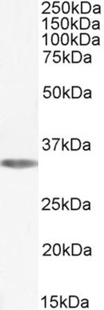 ADORA1 Polyclonal Antibody