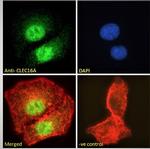 CLEC16A Polyclonal Antibody