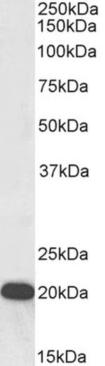 UXT Polyclonal Antibody, Biotin