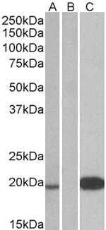 UCN3 Polyclonal Antibody