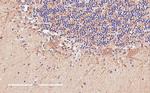 DAO Polyclonal Antibody