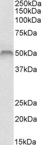Fascin Polyclonal Antibody