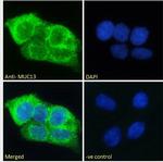 MUC13 Antibody in Immunocytochemistry (ICC/IF)