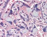 SRC3 Antibody in Immunohistochemistry (Paraffin) (IHC (P))